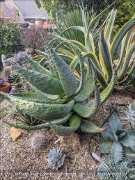 Image result for Aloe marlothii