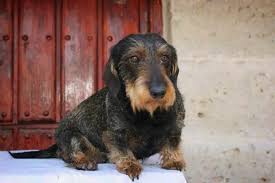 Wired Doxie Dachshunde Hunde Dackel