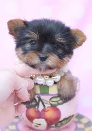 Teacup yorkies for sale in texas fort worth. Teacup Yorkies For Sale In Texas Fort Worth The Y Guide
