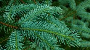 Harvard, illinois 60033 (mchenry county). Christmas Trees That Are Popular In New Jersey At Local Christmas Tree Farms