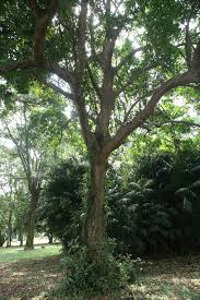 Image result for Pseudospondias