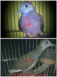 Mitos yang beredar bahwa burung ini tidak bagus untuk di pelihara pemiliknya akan mendapatkan halangan sebagai contoh sering sakit rumah tangga berantakan dan hidupnya sering kekurangan. Mengenal Perbedaan Perkutut Lokal Dan Perkutut Bangkok On Kicau Baru