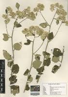 Image result for Helichrysum schimperi