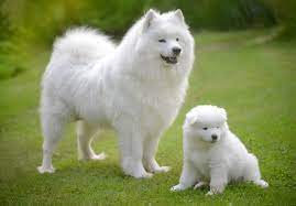 Each puppy will come akc registered, current on vaccinations and dewormings, wellness health exam, microchipp… Samoyed Puppies For Sale Akc Puppyfinder