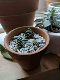 Succulents will lean towards the sun, so rotating them will help them stand up straight. Accidentally Broke These Off My Zebra Haworthia When I Was Repotting Any Chance This Will Work No Roots Came With The Poor Little Pup Succulents