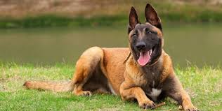 Belgian malinois information including personality, history, grooming, pictures, videos, and the the belgian malinois is a well balanced, square dog, elegant in appearance with an exceedingly proud. Don T Go Puppy Shopping After You See Max