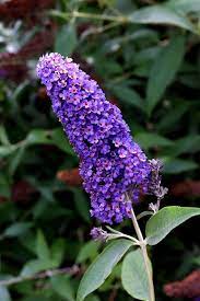 Pin By Kelly Griebel On Attracting More Pollinators With Native Plant Species Butterfly Bush Tall Purple Flowers Little Lime Hydrangea