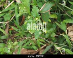 Image result for Dichrocephala