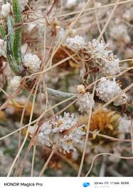 Image result for Cuscuta hyalina