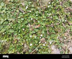 Image result for Evolvulus nummularius