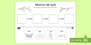Maybe you would like to learn more about one of these? Silkworm Life Cycle Ordering Worksheet Worksheet