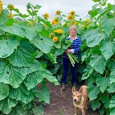 The flowers available depend on the season, but some. Get Ready Pick Your Own Sunflowers Is Back In February One Hour Out