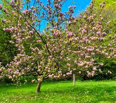 Image result for magnolia soulangeana