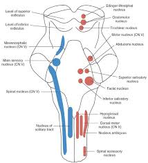 The Cranial Nerves Organization Of The Central Nervous System Part 1 Cranial Nerves Nervous System Parts Nerve