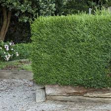 Image result for Buxus