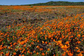 Purple freesias are endemic to kenya and some regions of south africa. A Guide To South Africa S Spring Flowers Wild Flowers African Overland Tours
