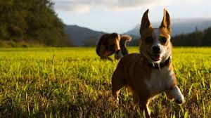 We love pets, we are the experts in pet transport, we are genuine when it comes to our knowledge and care and we strive to exceed. Moving Your Pet To Hawaii The Complete Guide Hawaii Real Estate Market Trends Hawaii Life