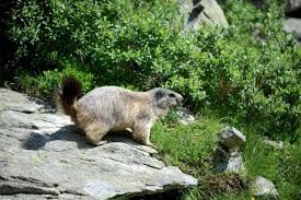 We did not find results for: Effective Ways Of How To Get Rid Of Groundhogs Gardening Dream