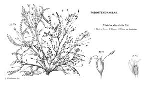 Image result for Podostemaceae