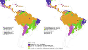 Image result for Isoetes schweinfurthii