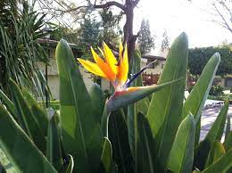 Bird Of Paradise Gave My Mom 6 Silk Flowers Absolutely Beautiful Mom And Dad Have A Plant That Flowers Too Strelitzia Plant Plants Flower Garden