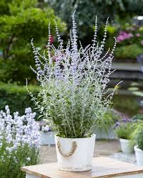 Image result for Perovskia atriplicifolia lacey blue photo