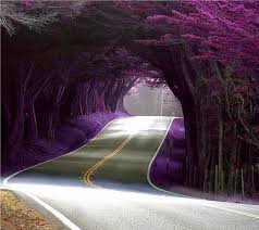 Pretty Lavender اجمل صور الطبيعة من تجميعي مشاركتي في Places To Travel Beautiful Places Places To See