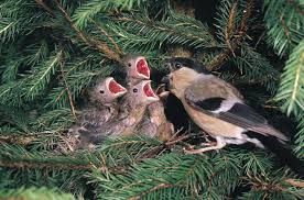 How to Feed a Baby Mourning Dove | Animals - mom.com