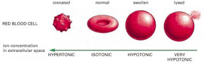 Osmosis In Red Blood Cells, Illustration - Stock Image - C023/8783 -  Science Photo Library