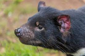 They have mostly black fur with white markings on the chest. I0enixsg 0dhqm