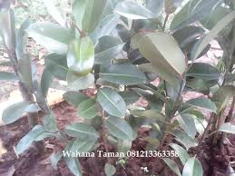Jual Beringin Karet Kebo Pohon Beringin Karet Varigata Beringin Karet Jepang Tanaman Pelindung Tukang Taman Jasa Tukang Taman Murah