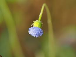 Image result for Crassocephalum rubens