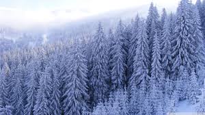 Download these snowy forest background or photos and you can use them for many purposes, such as banner, wallpaper. Snowy Forest Background Hd 1920x1080 Wallpaper Teahub Io