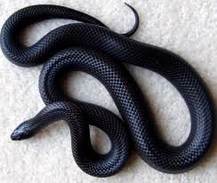 They may be too expensive to feed a snake as a regular part of their diet. Mexican Black Kingsnake Care Sheet Reptile Range
