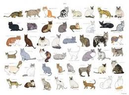 Kedi Cinsleri Kedi Irklari Norvec Orman Kedisi Kediler Ve Yavrulari Kedi
