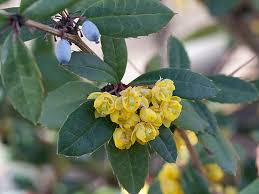 Image result for Berberis julianae