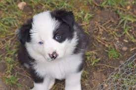 B W Border Collie Pups For Sale Dogs Puppies Gumtree Australia Puppies Border Collie Puppies Dogs And Puppies