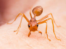 Image result for Fire Ant Sting