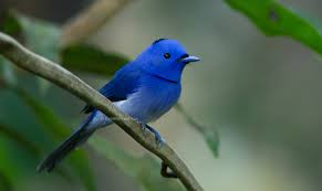 Image result for Monotes hypoleucus