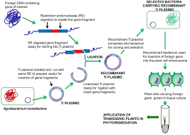 Check spelling or type a new query. Understanding Genetic Engineering Jade Hs De
