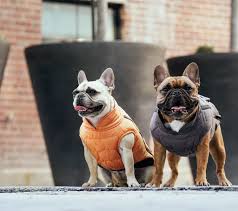 Features and shout outs available. Peak Performance Dog Puffer Vest Canada Pooch Pooch Dog Vest Dogs