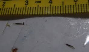 Worm composting (vermicomposting) is a composting process in which you feed your food scraps to a specific type of earthworm (red wigglers). Small White Larvae With Black Insides All About Worms