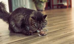 Can cats eat yogurt and what happens when they eat different variations and flavors of yogurt? How Do I Make Homemade Cat Food Your Cat