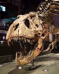 Información, novedades y última hora sobre dinosaurios. T Rex En Cosmocaixa Exposiciones Cosmocaixa Barcelona