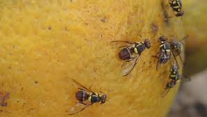 Browse by ingredient, cuisine, occasion, festivals, quick and easy, low calorie, we have something for everyone! Integrated Approach Against Fruit Flies Access Agriculture