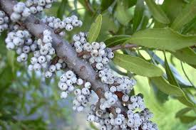 Image result for Myrica salicifolia
