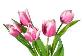 Verschenke freude mit unserer wundervollen auswahl an. Fruhlingsferien Rosa Weisse Tulpe Stock Bild Colourbox