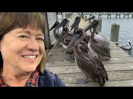 Pelicans, Port Aransas and Padre Island, Texas.
