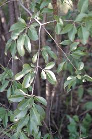 Image result for Elaeodendron matabelicum