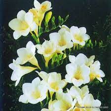 フレングランス球根 フリージア白7球入り 富山県花卉球根農業協同組合 誕生花 季節の生花種類 2月の誕生花